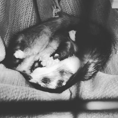 tech_sn1's profile picture. 