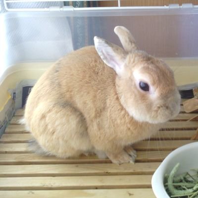 相変わらずうさぎが好きです。