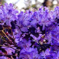 JEW 4 BLM (@photogfrancesca) 's Twitter Profile