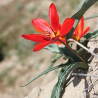 InSearchOfWildTulips (@tulipguardians) 's Twitter Profile