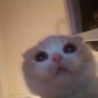 maiti (@mi9h7y) 's Twitter Profile
