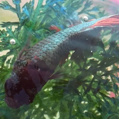 nanyancat1's profile picture. Hi, I do random stuff on here lol.