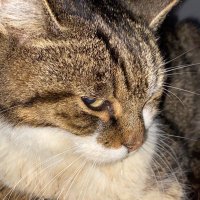 MCS_iCronix (@demuthflurin) 's Twitter Profile