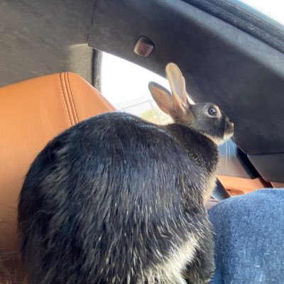 Charlie Alpha Rabbit Echo Providing selected trained conditioned support animals for those in need #ESA #support rabbit