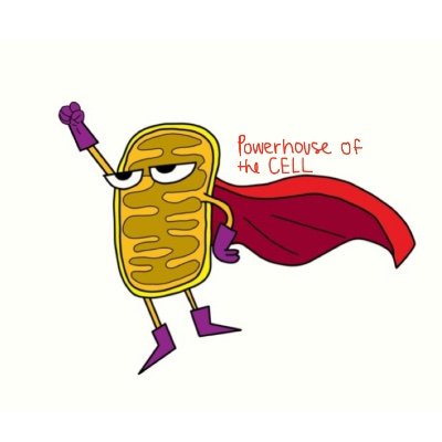 2020 candidate for Mr. Graba’s organelle campaign, #powerhousepres 💪 MITOCHONDRIA! Power for the people, you need me because you need ATP 🤯