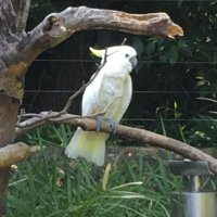 魔法インコ (Dos-恋) (@magic_para) 's Twitter Profile Photo 魔法インコ (Dos-恋) (@magic_para) 's Twitter Profile Photo