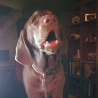 BakerGurl (@brendalynnebak2) 's Twitter Profile