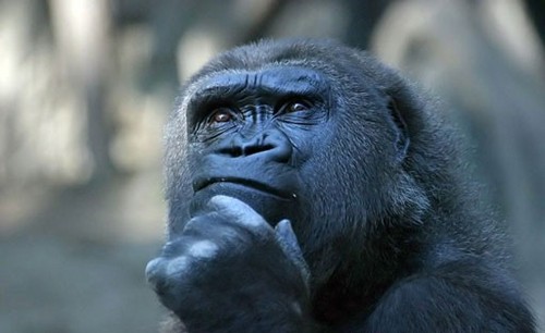 aprendi_esto's profile picture. Orangután aprendiendo, Coach Ontológico
¿Crezcamos juntos?