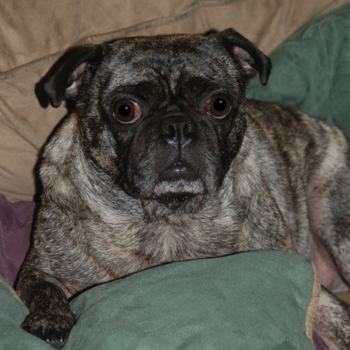 Brindlepug Profile Picture