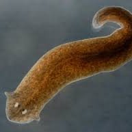 AddictionScien1's profile picture. Welcome to the world of addiction science! We use planarians as a model to explore the effects that substances, like nicotine and alcohol, have on the body.