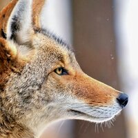 coyotewrites(@coyotewrites) 's Twitter Profile Photo
