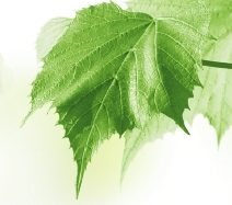 Professional construction landscaper servicing Grimsby, Hamilton, Ancaster, Burlington, Oakville and surrounding areas.