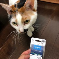 さわんべー (@sawanbee) 's Twitter Profile
