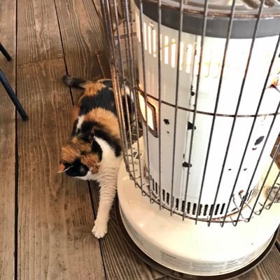 CedarTr89072493's profile picture. 見るだけのアカウント。無言フォローすみません