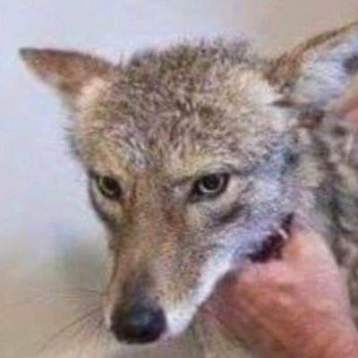 DailyCoyotes's profile picture. Yote archive
(ran by @YEscalator)