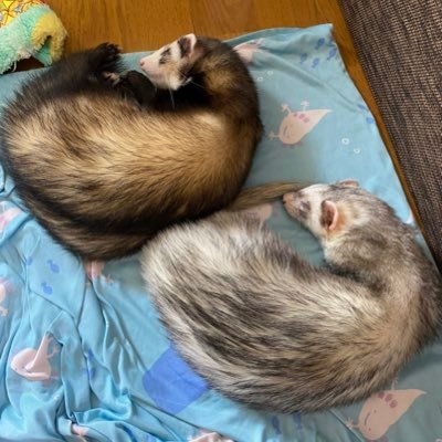 ふぇれずちゃんねる📹🍵さんのプロフィール画像