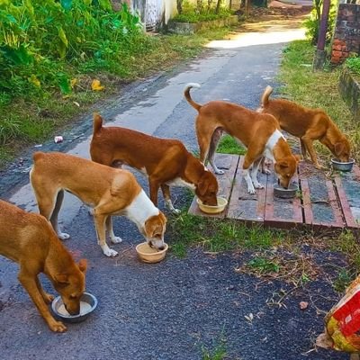 Animal Rescue n Care kolkata (Burdwan) (@Arckolkata2016) / Twitter Animal Rescue n Care kolkata (Burdwan) (@Arckolkata2016) / Twitter