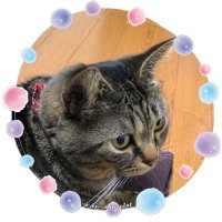 藍@リトリン必読 (@ai__chocolat) 's Twitter Profile