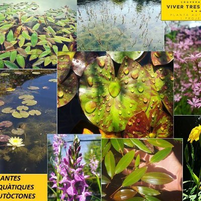 Viver de planta autòctona. Especialitzat en plantes aquàtiques eco. Bioenginyeria, planta forestal, aromàtiques, patis d'escoles. Instagram: viver_tres_turons