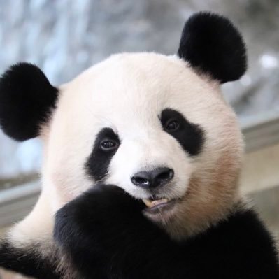 パンダスキー と書いてたら父から電話が 言わないと掛けて来ない人 受話器を取った途端 俺ってオレオレ詐欺 誰ね とか始まるし あぁもう 相手は病人 野生児父も グッタリだけど 強い口調がデフォの母もグッタリです