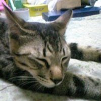 のり (@simsa_abc) 's Twitter Profile