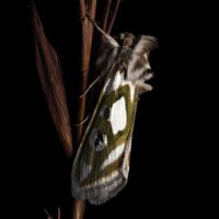 灯原 (@moth_ak) 's Twitter Profile Photo 灯原 (@moth_ak) 's Twitter Profile Photo
