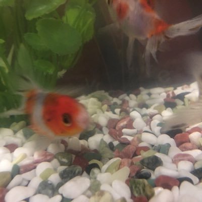 金魚
