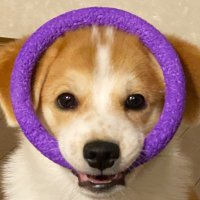 陽向🐾保護犬雑種のおとこのこ(@mix_Hinata) 's Twitter Profile Photo