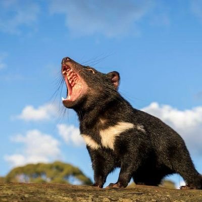 Fksiu1's profile picture. 厉害了我的锅