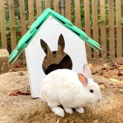 usagimegane25's profile picture. YouTube•TikTokもやっています📹  ★