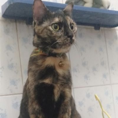 pp060715's profile picture. 