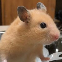 ぷっく (@vm6fxbi97wrua95) 's Twitter Profile