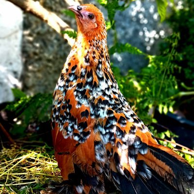 PatriotEire's profile picture. 
