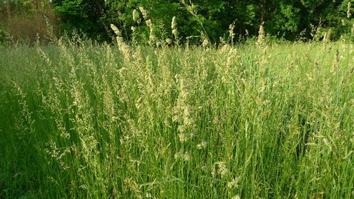 MOAllergenAlert's profile picture. MidWest Sinus-Allergy Specialists tweeting the daily allergen counts for mold and pollen. Don't Let your Allergies get you down!