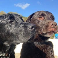 Sean Gosling, Toby & Ted 🐶🐾 (@seangosling5) 's Twitter Profile