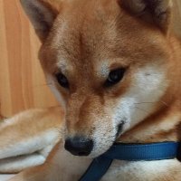 屏東胖胖小老師 (@kevinjian13) 's Twitter Profile