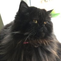 Drew Black (@selfhelpbydrewb) 's Twitter Profile