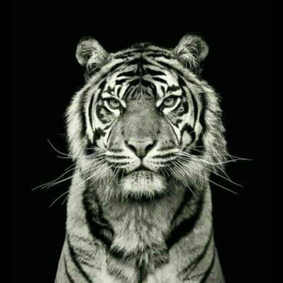 _aristodev's profile picture. developer