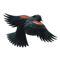 Bateman Foundation (@batemanfdn) 's Twitter Profile