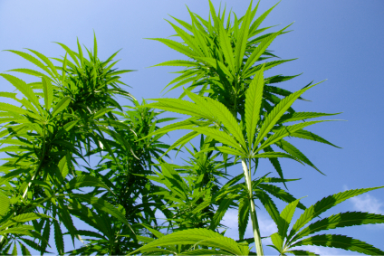 thehempfactor's profile picture. Advocating for the liberation of cannabis sativa