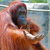 RejectHumanity (@s1kk0mode) 's Twitter Profile