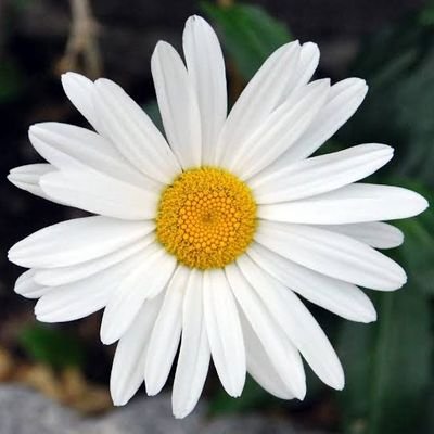 1Oziel's profile picture. Sonríe siempre