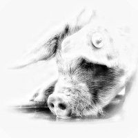 Steve Foster (@stevefo5ter) 's Twitter Profile