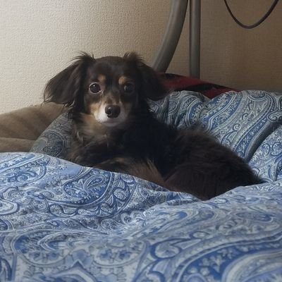 restful_mintia's profile picture. 　　        　∧,,∧                                                                              
⊂´⌒つ* -ω-)っ ｺﾞﾛｺﾞﾛ