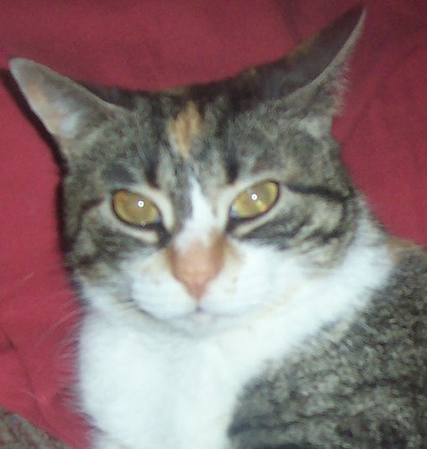 Sweet, shy, pampered princess. I purrrrrrrrrr a lot. @spike_cat's angel sister. Crossed Rainbow Bridge 10-16-13.