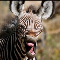 autistic zebra (@autisticzebra) 's Twitter Profile