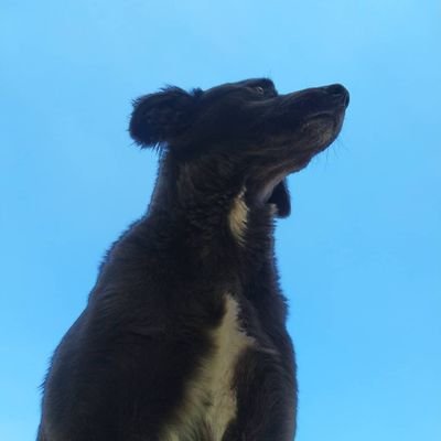 Colombian chef, passionate about my region
Quiero ser fotógrafo. 📸
Amante gatuno y perruno.🐕🐈