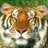 Cpe29's profile image