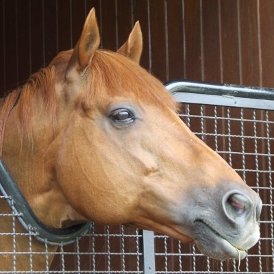 8fqBJhU84ZBML6P's profile picture. グラスワンダー系、アグネスデジタル系を追っています。