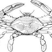 abluecrab1 Profile Picture